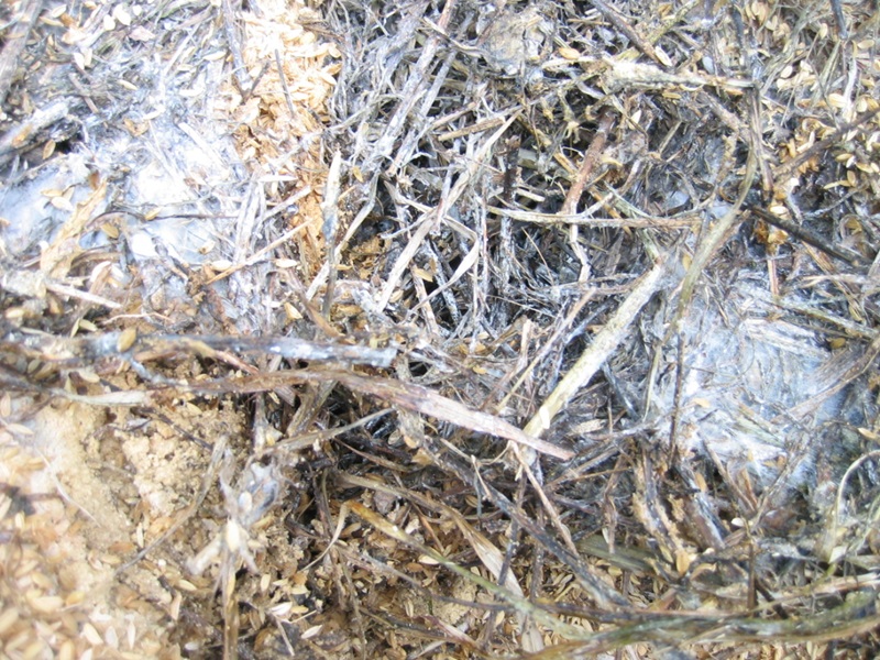 もみ殻堆肥_2