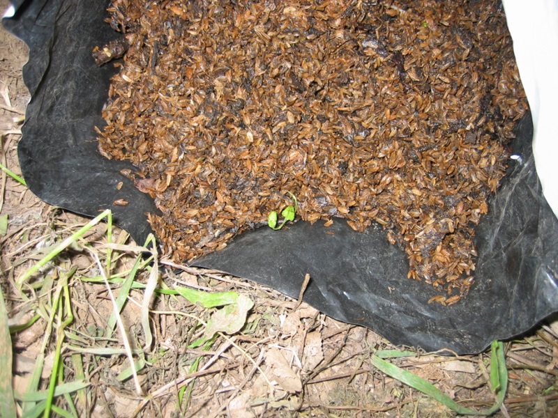 もみ殻堆肥_4