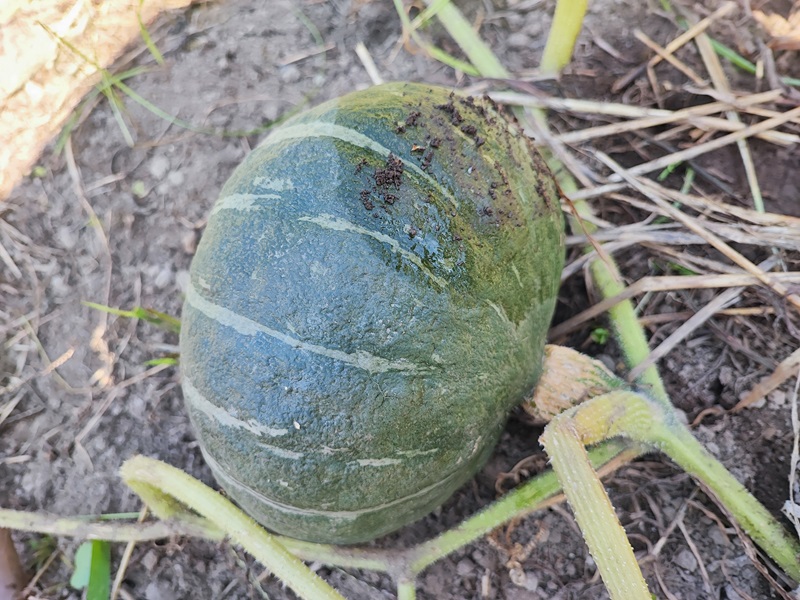 カボチャ_収穫